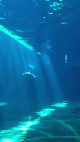 This is in fact ✨real life✨ here at CMA! #fyp #cmaquarium #florida #dolphins 