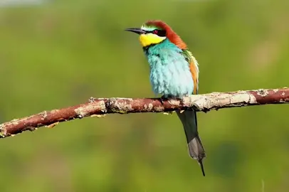 #صوت #ورور #🔥 #bird #sound #merops #apiaster #bee #eater #hunting #worled #of #birds #fyp #foryou #مالي_خلق_احط_هاشتاقات 