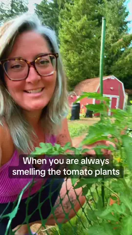 #tomatoplants #garden #smellinggood #backyardvibes #raisedbeds 