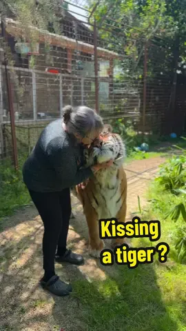 Kissing a Tiger ? #tigre #lion #animals #cats
