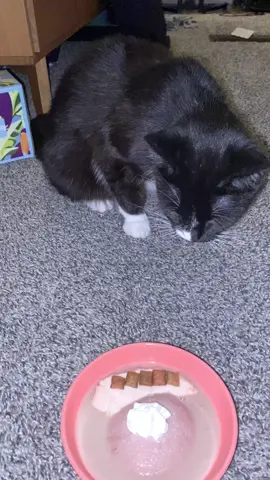 #5 years old #tuxedocatsoftiktok #catsoftiktok #birthdaygirl 