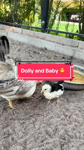 #serama #chicks #chickensoftiktok #babychicks 