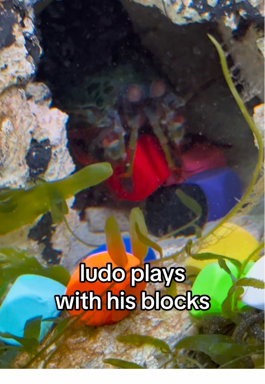 ludo gets ALL THE BLOCKS! #ludothemantisshrimp #peacockmantisshrimp #mantisshrimp 