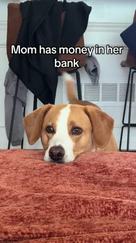 The ultimate doggy dilemma 