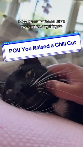 No issues cutting nails with this stinky little baby #loubertthecat #funnypetsoftiktok #letmetellyousomething #catfamily #tuxedocatsoftiktok 