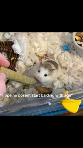 Old ah hamster.#oldhamster #hamster 