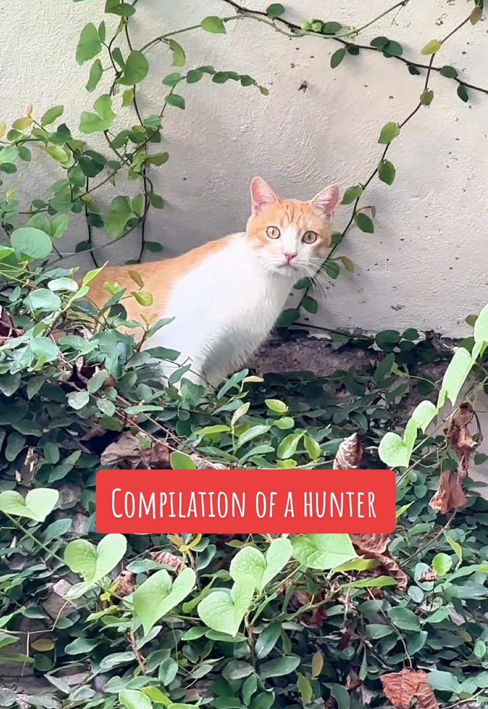 Compilation of a hunter 🐈 #hunter #killer #orangecat #cats #compilation 