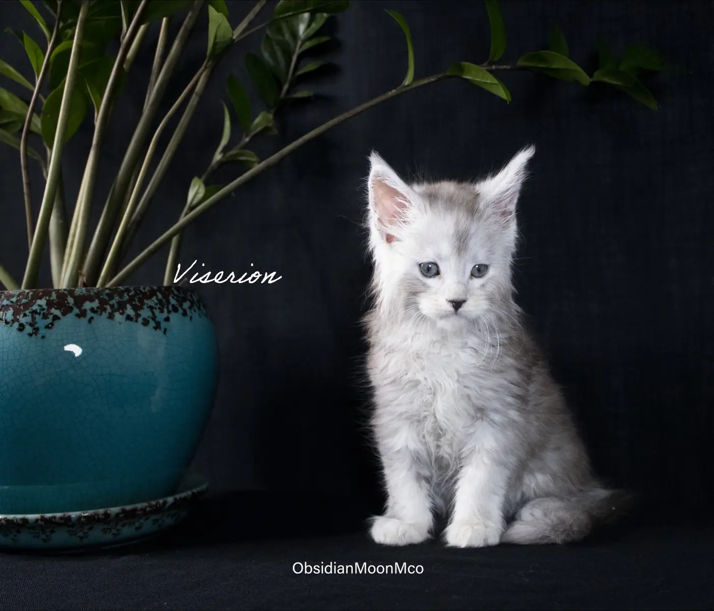 #mainecoon #catsoftiktok #kittens #cuteanimals #california 