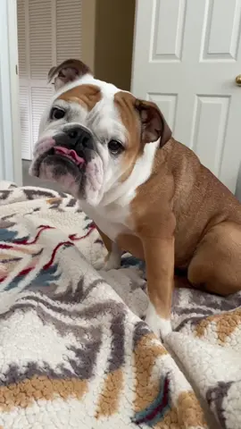 😱 #dogtok #dogsoftiktok #bulldog #bulldogsoftiktok #englishbulldog #bulldogs #dogs #onthisday 