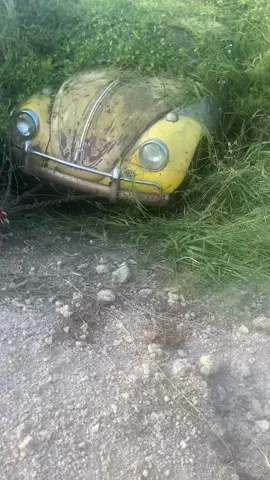 🚗✨ My husband’s high school Volkswagen Bug is coming back to life… after sitting in the SAME spot for over 25 YEARS! 🛠️💛 The ultimate resurrection project begins! #VWbug #ClassicVW #CarRestoration #VWLove #VintageCars      