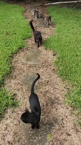 #catsoftiktok #straycat #cat 