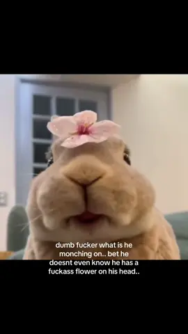 why is he so happy.. #spirituality #bunny 