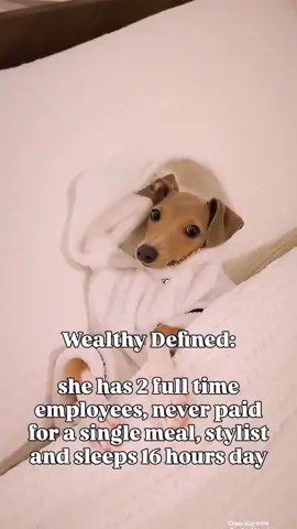 Dog mom or a full time maid? If you get it, share this with another dog mom who's doing it all and hit follow so we can survive this together #petcontent #petinfluencer #dogmom #cutedogs #dogsoftiktok 