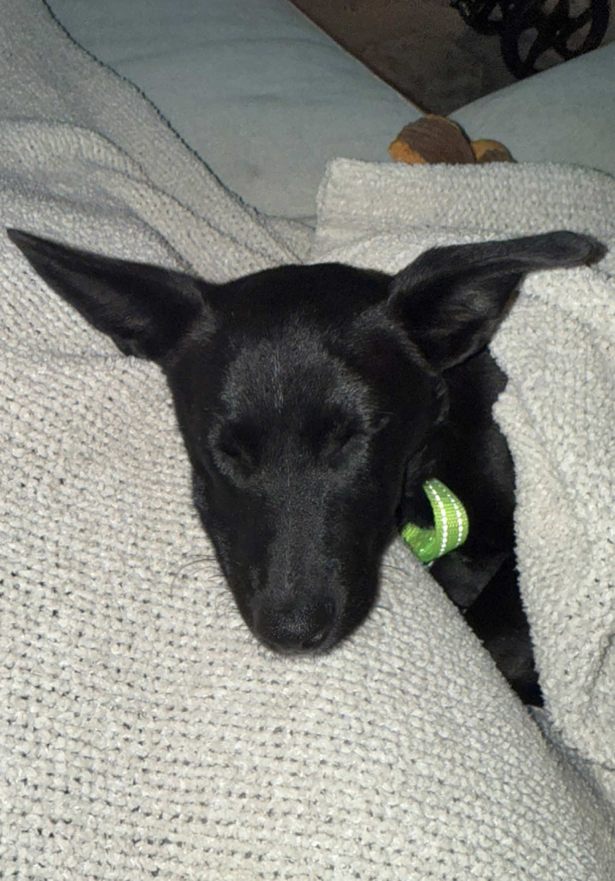 what was I thinking 😭🥲  #puppy #momtiktok #surgery #delusional #SOS