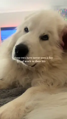 Replying to @Vivianaa🍭🍍  gen alpha “working dogs” #greatpyrenees #greatpyreneeslife #spoileddogs #dogmomlife 