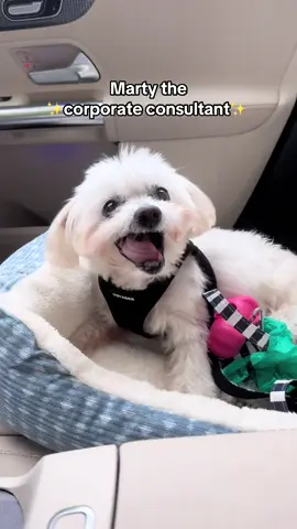 Marty is the cutest employee in the world 😍😍😍 #rescuedog  #consulting #dayinthelife 