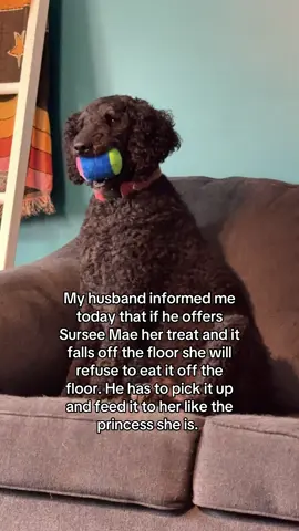 I wish I could say I was surprised, but I’m not. She gets it honest. #doodle #surseemae #doodles #dog #dogs 