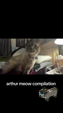 He never runs out of things to say #arthur #Minecraft #catsoftiktok #meow #cat 