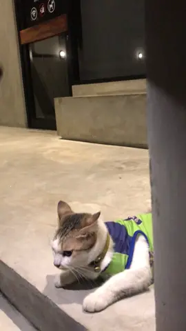 Tolong pak kami minta klarifikasinya, ini harus segera di selesaikan pak  #fyp #demo #demodpr #brimob #cat