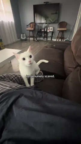 Send help #catfunnyvideos #cattok #fypシ #funnymoments #catownerproblems 