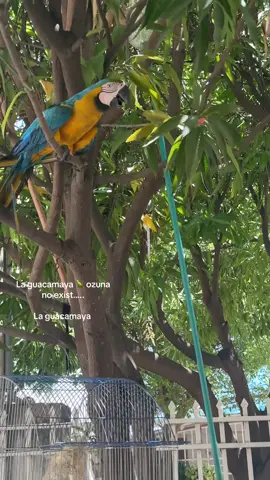 Que maldito flow #paratiiiiiiiiiiiiiiiiiiiiiiiiiiiiiii #fyp #foryou #guacamayas #ozuna 