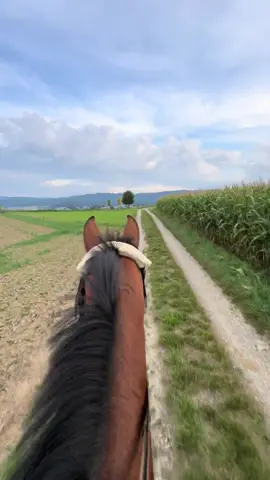 my new favourite view <3  #horseriding #traben #ausreiten #horsesoftiktok #equestrian   . . . . . . . . . @:) 