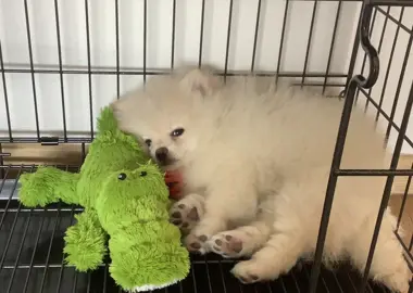 Durmiendo #durmiendo #sleeping #pomeranian #babydog #cutedog 