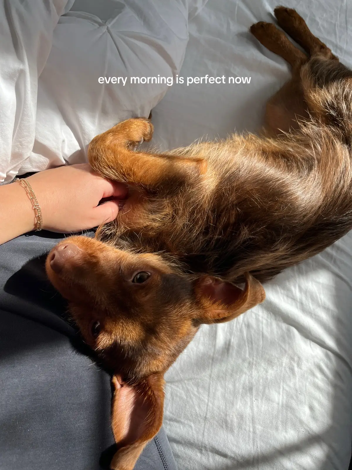 it’s been 6 months with you and I still have all the new puppy fuzzies 🥰🥰🥰 