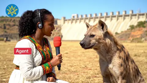 #ኢትዮጵያ_ለዘለዓለም_ትኑር🇪🇹🇪🇹🇪🇹 #ሀበሻ🇪🇹🇪🇹🇪🇹tiktok #tigraytiktok #አማራዬ💚💛❤አማራዬ💚💛❤ #ethiopian_tik_tok 