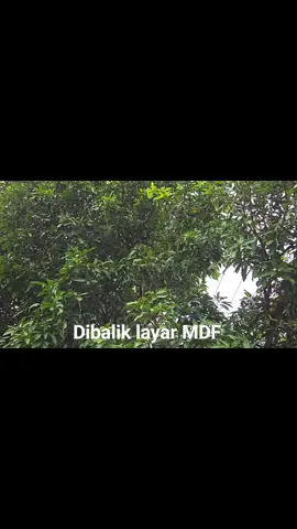 #mamberamokalikabur🐊 #biakpapua #papua #serui_papua_indonesia #jayapura 