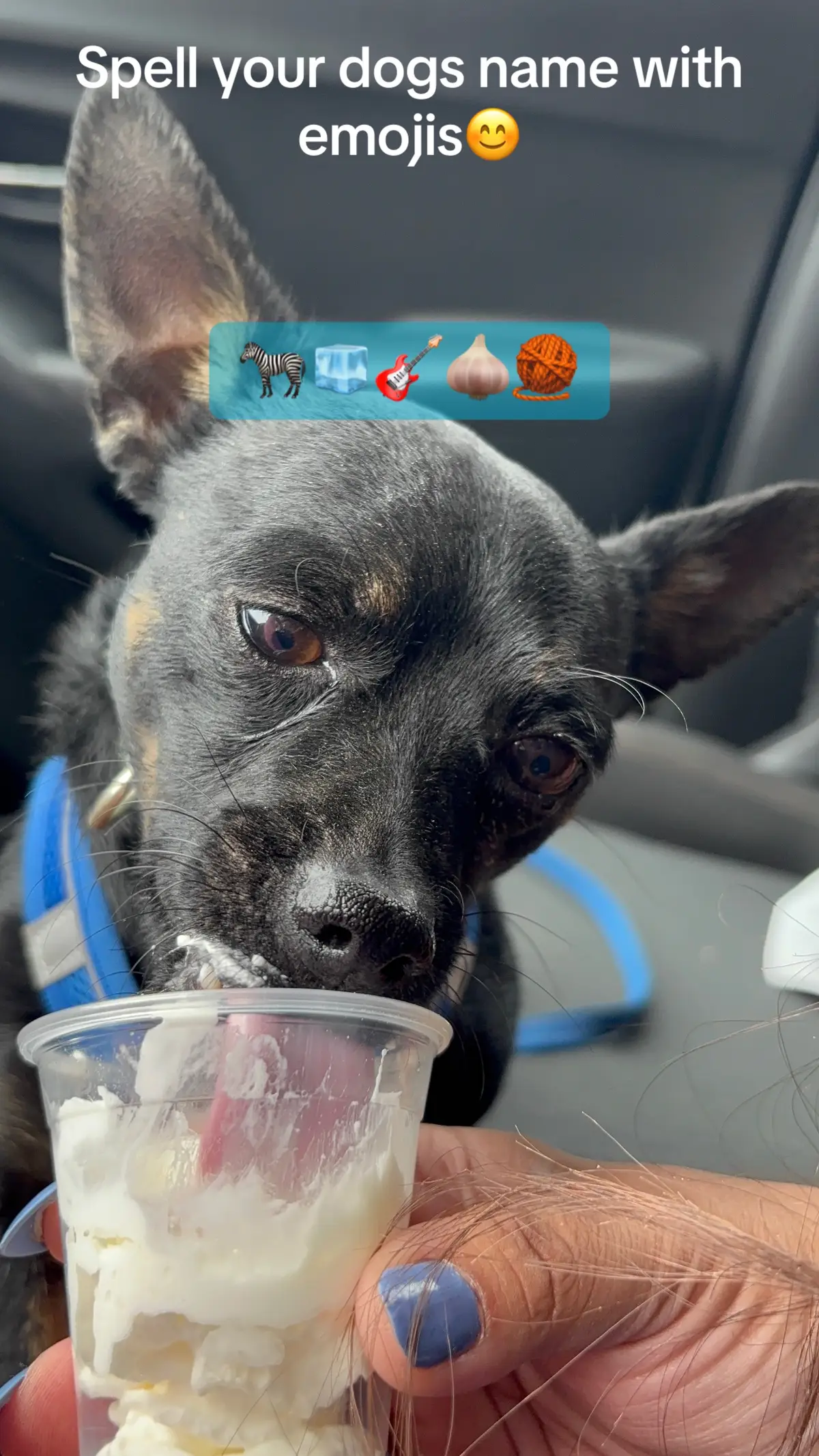 #mydog #fyp #viral #dogsoftiktok 