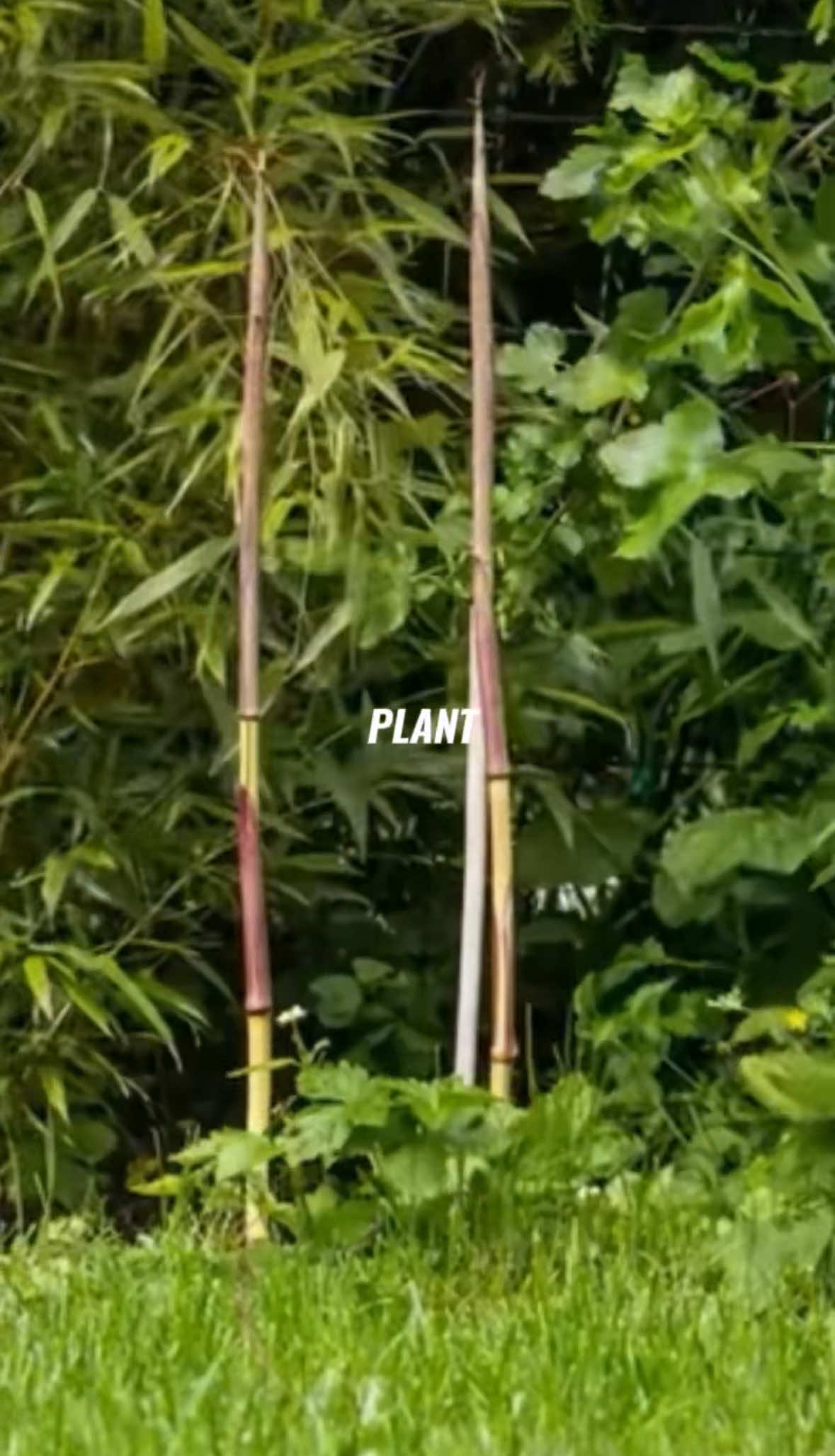 A PLANT THAT GROWS A METER IN A DAY. 🎋 . . . . . #nature #foryou #fyp #bamboo #green 
