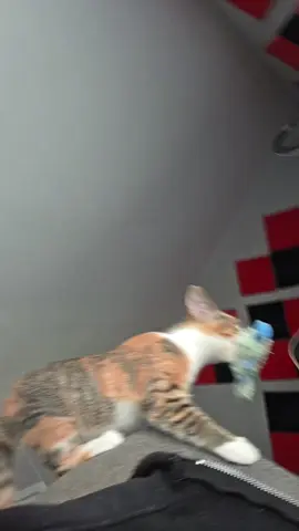 making music is actually really helping me come to conclusion of what a lot of my emotions and I think that's why I connect to it so much #NeurodivergentLife #cat  #fyp #foryoupage #music