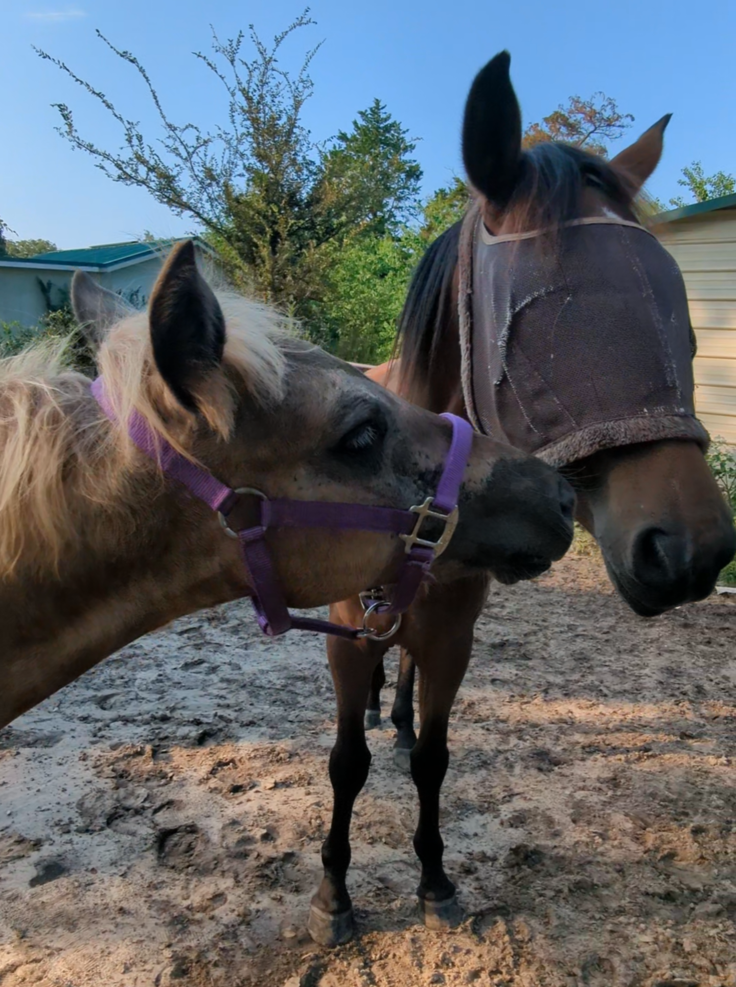 baby Boss Sabrina #foal #rockymountainhorse #filly 