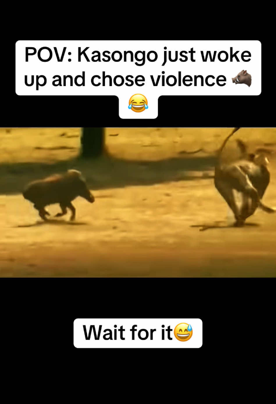 POV: Kasongo just woke up and chose violence 🐗😂 #warthog #fyp #lion #funnyvideo #viral #fypシ #wildanimals #wildlife 