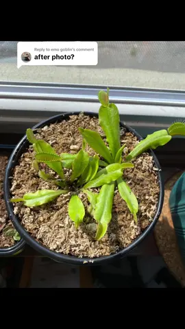 Replying to @emo goblin The progress 🌱🪴 #AfterPhoto #PlantTok #VenusFlyTrap #CarnivorousPlant #GardenTok 
