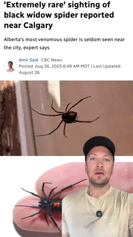 Got Black Widow’s?! You may want to check 👀 more than likely you don’t have to worry about these little black spiders, but they have been in the news lately! Follow to stay up to date on all things Airdrie. #airdrie #airdriealberta #airdrierealtor 