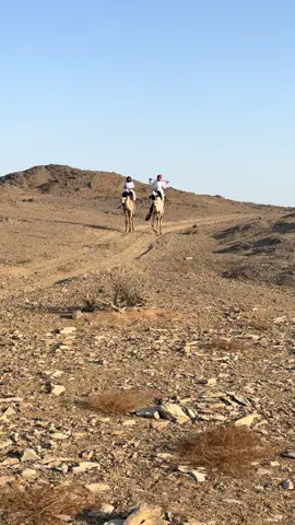 #مشاءالله_تبارك_الله_اذكروالله #ركبات_هجن_ماشاءالله🤍🐪 #اكسبلورexplore #ركبات_هجن_الشمال #اكسبلور 