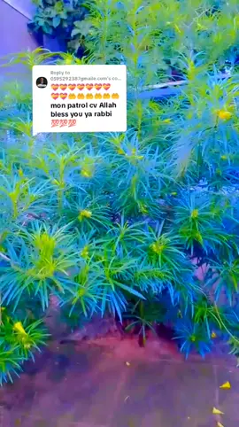 Replying to @0595292387gmaile.com #🥰🥰🇳🇪🇳🇬🇬🇭🇹🇬🥰🥰🙏🙏🌹🌹🌹 #🥰🥰🇳🇪🇳🇬🇬🇭🇹🇬🥰🥰🙏🙏🌹🌹🌹 Malam 