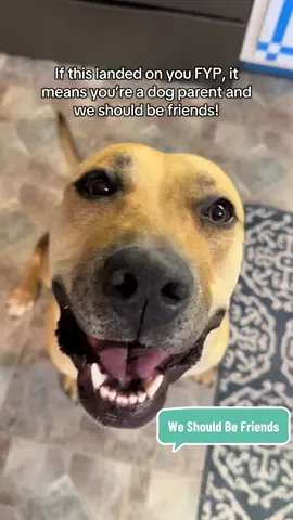 #pitbull #dog #furbaby #dogoftheday #happydog 