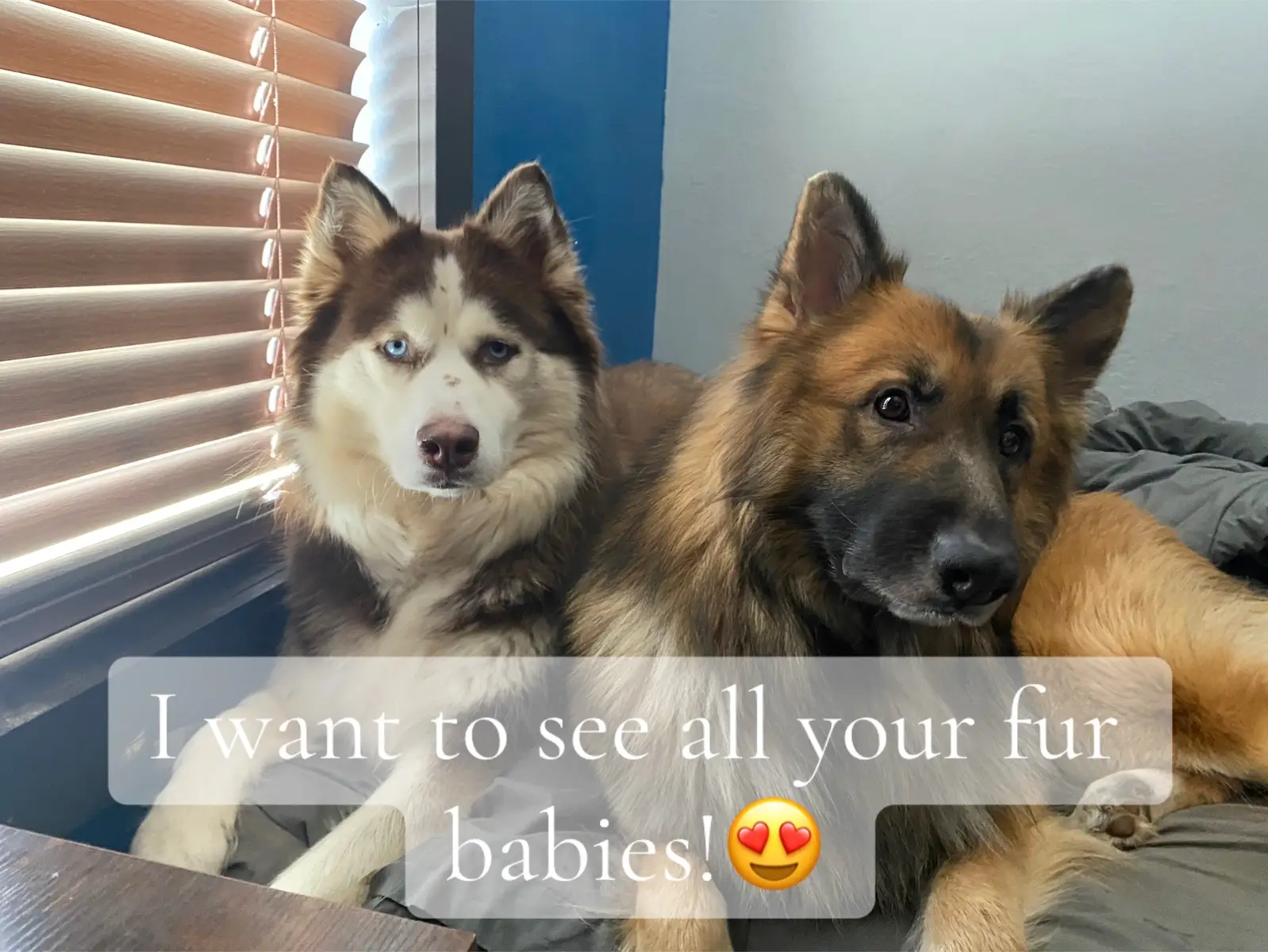 I love seeing everyone’s children! It always brightens my day and I want to brighten your day too! Fell free to comment multiple times (we all know we have several thousand pictures of our babies lol). #photodump #furbabylove #PetsOfTikTok #furbabylife #petparent 