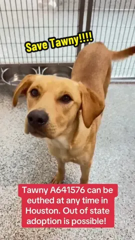 Fill out the app in my bio if you are interested in adopting Tawny!! #rescuedog #rescuedogarmy #dog #shelterdog #adoptdontshop 
