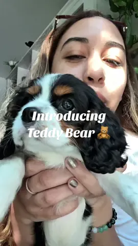 Introducing my new baby Teddy Bear🧸!! It’s been about a week since my mochi passed away and I’ve had a massive dog shaped hole in my heart. My mental health took a hard hit. I had all this love and didn’t know where to put it, so I thought why wait I’m getting another one. I still miss mochi so much, but my little Teddy has brought the light back into my life.#pu#puppy#cavalierpuppy#cavalierkingcharlesspaniel#puppytok#cutepuppy