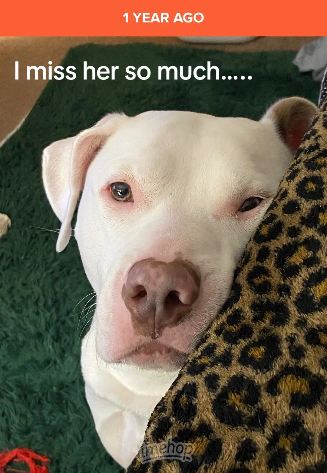 There isn’t a soul on this planet that could even try to replace you…. You were absolutely one of a kind, you weren’t perfect, but you were perfect in my eyes. #dog #americanbully #puppy #mygirl #sugar 