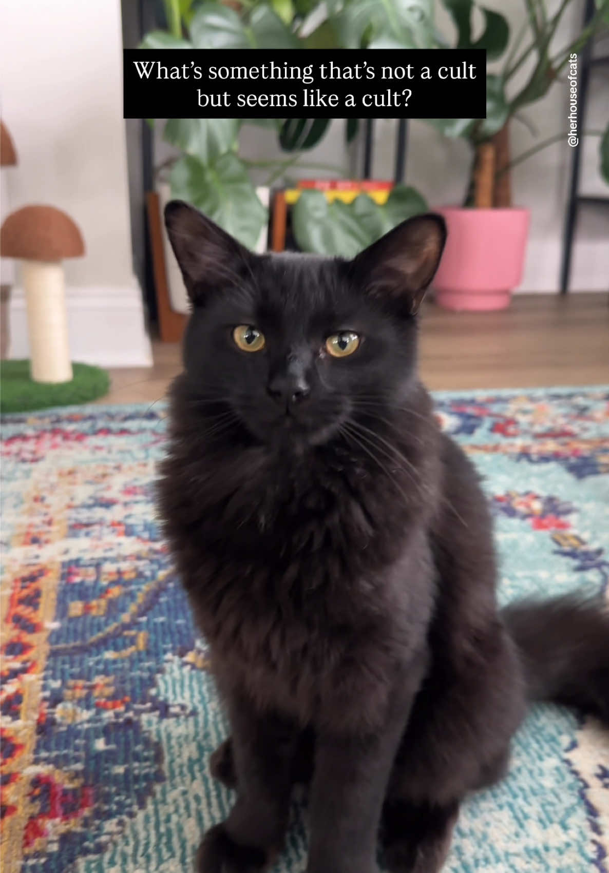 The best cult honestly 🤷🏼‍♀️ #cats #blackcat #catsoftiktok 