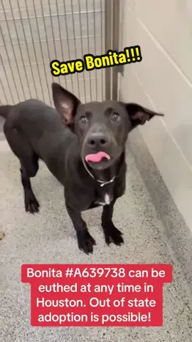 Fill out the app in my bio if you are interested in adopting Bonita! #rescuedog #rescuedogarmy #dog #shelterdog #adoptdontshop 
