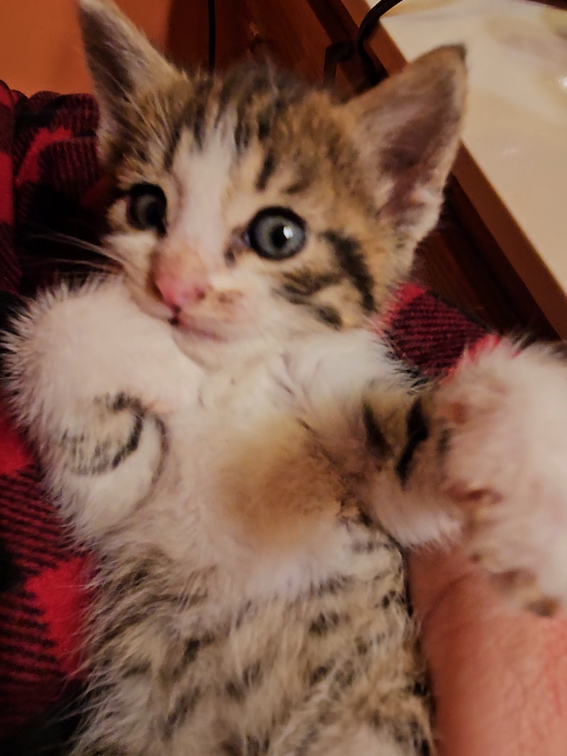 It's time for our Daily Kitten Break!  Who can resist a wiggly little foster kitty like this one?  Not me! #fyp #fypage #fypviral #fypageシ #fosterkittens 
