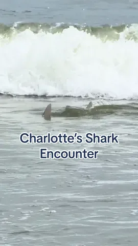 NOPE! 🦈 #shark #beach 