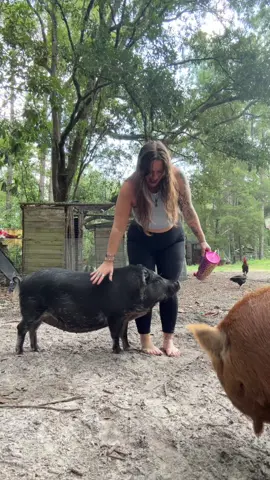 Playing in the pig pen is my favorite. Plus I had to share all my new songs with my girls 🖤🖤 #pigtok #farmtok 