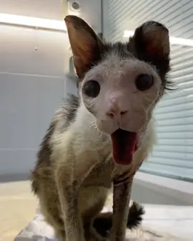 please tap and help this precious cat, without your help he can't survive am down asking for your help my friends  We can receive donations through our PayPal link in the profile 🙏.